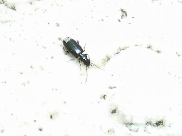 2 mm di Carabidae: Microlestes